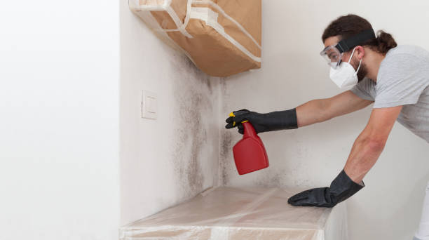 Professional Attic Mold Removal technician working in Rockford, MI
