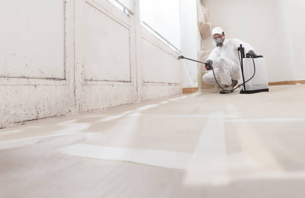 24/7 Emergency Attic Mold Removal experts in Rockford, MI