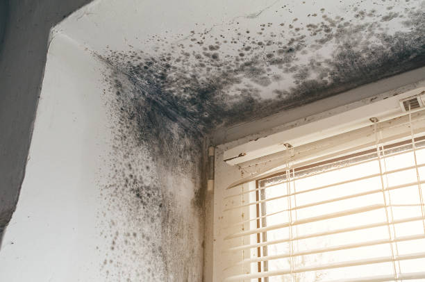 Affordable Attic Mold Removal solutions in Rockford, MI