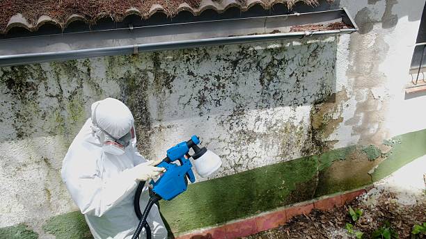 Top rated local Attic Mold Removal specialists in Rockford, MI